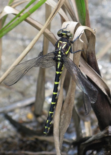 Female
2013_07_28_Rabun_GA